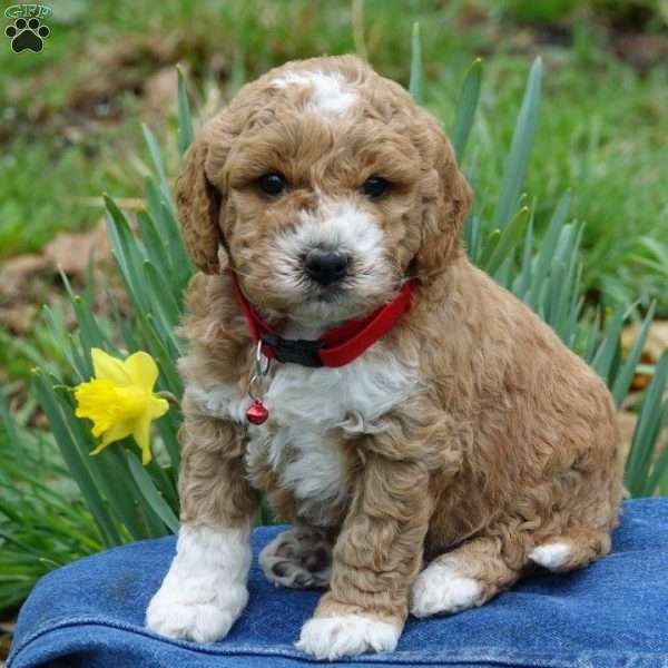 Asher, Mini Labradoodle Puppy